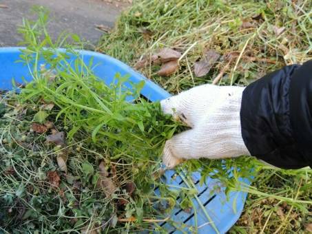 飯塚市 一戸建て 一軒家 草むしり 草ぬき作業